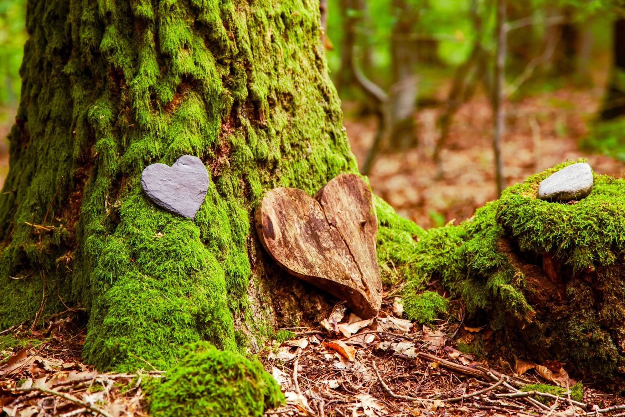 Hartvormige steen en houtvondsten tegen een mosbedekte boomstam in het bos.